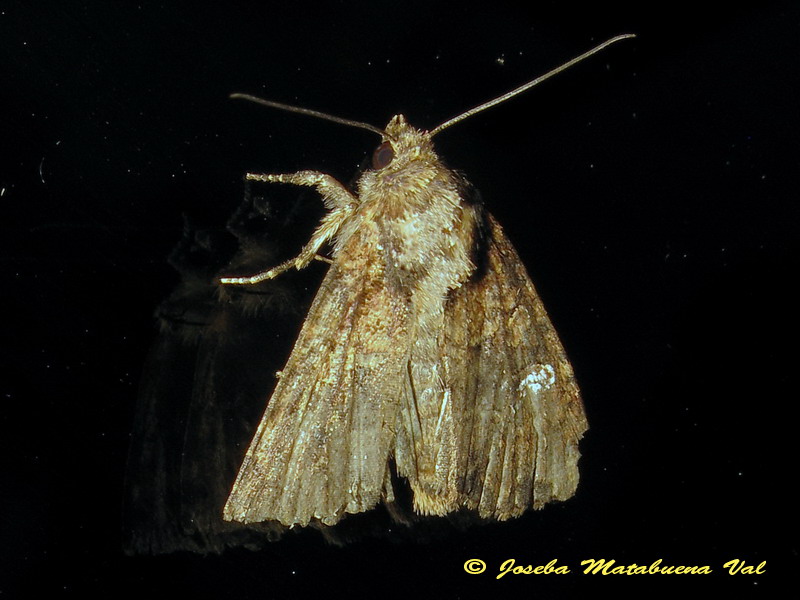 Xestia xanthographa? No, Mesapamea sp., Noctuidae